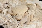 Fossil Crab (Potamon) Preserved in Travertine - Turkey #145048-4